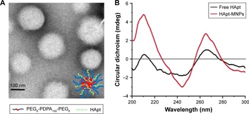 Figure 1 Characterization of the structure of HApt-MNPs.Notes: (A) Representative TEM image of HApt-MNPs. (B) CD spectra of free HApt and HApt-MNPs (both equivalent to 1 μM HApt) were obtained from 300 to 200 nm, respectively. The CD spectrum of empty MNPs was subtracted from the CD spectrum of HApt-MNPs.Abbreviations: HApt, human epidermal growth factor receptor 2 aptamer; MNPs, micelle-like nanoparticles; TEM, transmission electron microscopy.