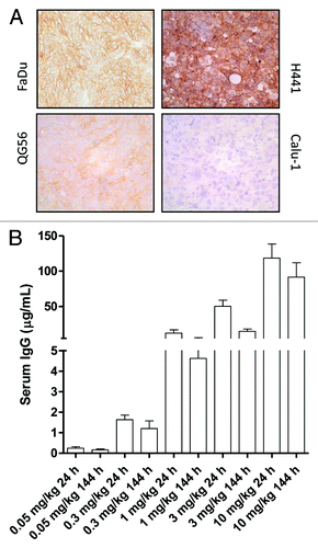 Figure 5. Ex vivo HER3 IHC staining of FaDu, H441, QG56 and Calu-1 tumors (A). Ex vivo serum levels of RG7116 in the dose-escalation biodistribution study 24 and 144 h after tracer injection (B).