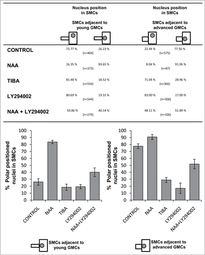 Figure 4. Table and the respective histograms showing the percentages regarding the polar positioning of SMC nucleus in control and treated seedlings. CONTROL dH2O; NAA 100 μM, 48 h; TIBA 300 μM, 48 h; LY294002 50 μM, 72 h; NAA 100 μM + LY294002 50 μM, 48 h.