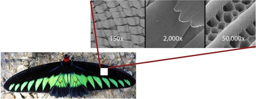 Figure 2. SEM structure of the ridges and pillars in the SEM images of the cattlebeart butterfly wing. Image adapted from [Citation3].