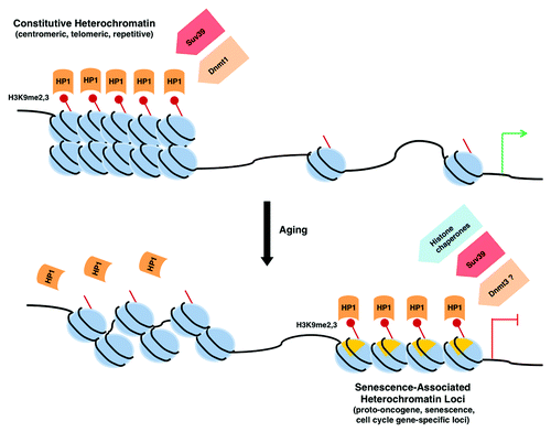 Figure 1. Heterochromatin redistribution during aging. Aging is associated with a loss of constitutive heterochromatin, as demonstrated by a decrease in H3K9 methylation and delocalization of HP1 proteins. Concurrently, increases in facultative heterochromatin occur at specific loci, particularly at Senescence-Associated Heterochromatin Foci (SAHFs) that depend on the activity of H3K9 methyltransferases, on recruitment of HP1 proteins and histone chaperones, and on the presence of macro H2A. The decrease in activity of the maintenance DNA methyltransferase Dnmt1 and the increase in de novo Dnmt3 methyltransferases during aging may also contribute to heterochromatin redistribution.
