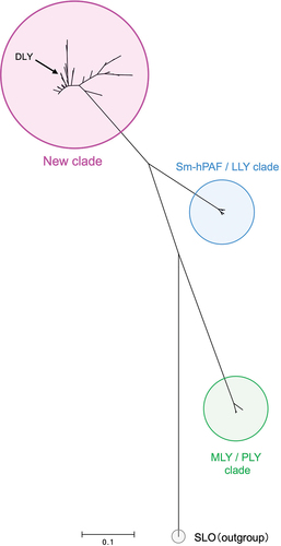 Figure 2. Phylogenetic analysis of the CDCs produced by S. mitis strains and related species among the Mitis group streptococci (MGS) based on nucleotide sequence. Streptolysin O (SLO) derived from S. pyogenes strain MGAS5005 was chosen as the outgroup in this analysis.