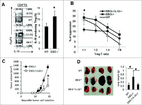 Figure 5. IL-10 pathway is largely responsible for increased Treg suppression and enhanced tumor growth in Ebi3−/− mice. (A) Increased IL-10 production by tumor-infiltrating Tregs from EBI3-deficient mice. Flow cytometry was used to quantify IL-10 producing CD4+ TILs. Statistical analysis was performed by Student's t test; *p <0.05. Bars indicate SD of 5 mice in each group. Data shown represent 2 experiments with similar results. (B) Treg suppression assay. CD4+CD25+ Treg cells were purified from spleens of WT, Ebi3−/− and Ebi3−/− IL-10−/− mice by magnetic bead-based sorting (MACS). Purified Tregs were then mixed with responder cells (CD4+CD25− T cells sorted from Ebi3−/− IL-10−/− mice) at different ratios in U-bottomed 96-well plates. 1 × 106 /mL of irradiated Ebi3−/− Rag1−/− splenocytes pulsed with anti-CD3 (2C11, 0.1μg/mL) were used as antigen presenting cells. Cells were co-cultured for 36 h, and 1 μCi [3H]-Thymidine was added into each well. Twelve hours later, cells were harvested, and [3H]-Thymidine incorporation was measured in a scintillation counter. Percent of suppression was calculated using the formula: (no Treg counts − actual counts)/no Treg counts. Statistical analysis was performed by Student's t test; *p < 0.05. Data shown represent 3 experiments with similar results. (C) 1 × 105 B16.F10 cells were injected into each Ebi3−/− and Ebi3−/− IL-10−/− C57BL/6 mouse s.c. Tumor growth was observed over time. Statistical analysis was performed by Student's t test; *p < 0.05.. Bars indicate SD of 5 mice in each group. Data shown represent 2 experiments with similar results. (D) 1 × 105 B16.F10 cells were i.v. injected into each WT, Ebi3−/− and Ebi3−/− IL-10−/− C57BL/6 mice . Twenty-one days later mice were sacrificed, and tumor metastases in the lungs were evaluated. Average weight of lungs from each group of mice are shown in the right panel. Bars indicate SD of lungs from 4 mice in each group. Statistical analysis was performed by Student's t test; *p < 0.05.