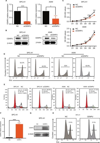 Figure 2 Knockdown of CENPU by RNA interference inhibits proliferation and induces G1 arrest in lung cancer cells.Notes: (A) Quantitative reverse transcription PCR results showed that the mRNA expression level of CENPU was decreased in the siCENPU group compared with that in the NC group in SPC-A1 and A549 lung cancer cells 48 hours after transfection. (B) Western blotting was performed to analyze the expression level of CENPU 48 hours after siRNA transfection. (C) CCK-8 assays were performed to evaluate the effect of CENPU knockdown on the growth of SPC-A1 and A549 cells. (D, E) Cell proliferation rates were determined by EdU assays in SPC-A1 and A549 cells between the siCENPU and NC groups. (E) Cell cycle analysis of SPC-A1 and A549 cells transfected with siCENPU or NC siRNA. ****P<0.0001; ***P<0.001; **P<0.01 and *P<0.05 (mean ± SEM). (F) Quantitative reverse transcription results showed that the mRNA expression level of CENPU was increased in the CENPU group compared with that in the NC group in SPC-A1 cells 48 hours after transfection. (G) Western blotting showed that the expression of CENPU protein increased 48 hours after CENPU plasmid transfection in SPC-A1 cells. (H) Cell cycle analysis of SPC-A1 cells transfected with CENPU plasmid or NC plasmid.Abbreviations: CCK-8, Cell Counting Kit-8; CENPU, centromere protein U; EdU, 5-ethynyl-2’-deoxyuridine; NC, negative control; SEM, standard error of the mean; siCENPU, CENPU siRNA.