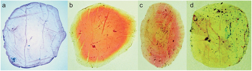 Figure 4. Photographs of stained lateral body scales of (a) Dussumieria elopsoides (KAUM–I. 97199, 107.7 mm SL, Timor, Indonesia; scale just above anal fin), (b) Dussumieria hasseltii (KAUM–I. 24111, 135.0 mm SL, Gulf of Thailand; scale just below dorsal fin), (c) D. modakandai (KAUM–I. 129056, 150.1 mm SL, off Dong-gang, south-western Taiwan; scale just below dorsal-fin base), and (d) D. productissima (BMNH 1962.3.16.211–214, 146.6 mm SL, Shihr, Gulf of Aden, Yemen; scale just below dorsal fin); alizarin Red S stain. Abbreviations: KAUM, Kagoshima University Museum; BMNH, British Museum of Natural History; SL, standard length.