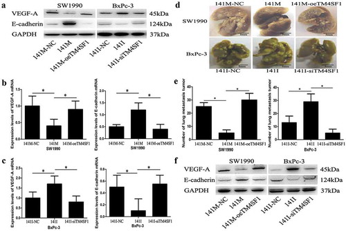 Figure 5. miR-141 modulation of VEGF-A and E-cadherin expression depending on TM4SF1 expression and inhibition of the EMT and tumor metastasis in vivo. (a) Western blot. SW1990 and BxPc-3 cells were grown and infected with miR-141 mimic (141M), inhibitor (140I), TM4SF1 shRNA, or their negative controls and then subjected to protein extraction and western blot. GAPDH was used as a loading control. (b) and (c) qRT-PCR. These cells were also subjected to qRT-PCR analysis of VEGF-A and E-cadherin mRNA. (d) and (e) Nude mouse tumor cell metastasis assay. These cell lines were injected into the mouse tail vein and at Day 15, the mouse lungs were resected to count the lung metastasis nodules. The graph data were from the mean ± s.d. (n = 3). (f) Western blot of metastatic lung tumor nodules. SW1990-141M-oeTM4SF1 and BxPc-3-141I cells had an increased expression of VEGF-A protein but a decreased level of E-cadherin, whereas SW1990-141M and BxPc-3-141I-siTM4SF1 cells had a reduced level of VEGF-A and increased E-cadherin at mRNA and protein levels. GAPDH was used as a loading control.