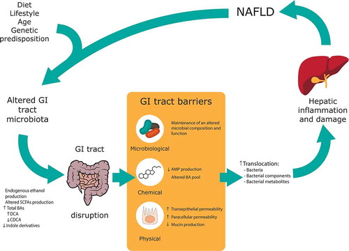 Figure 2. Alterations in gastrointestinal (GI) tract barriers associated with nonalcoholic fatty liver disease (NAFLD) pathogenesis. An altered GI tract microbiota due to diet, lifestyle, age and genetic predisposition can lead to an altered pool of metabolites along the GI tract. An altered microbiota and metabolite composition can lead to GI tract barriers disruption, with a special focus in this review to the microbiological, chemical and physical barriers. The increase in gut permeability leads to an incremented translocation of bacteria, bacterial components and bacterial metabolites to the portal system; which ultimately cause hepatic inflammation and damage and, hence, contributing to NAFLD pathogenesis. SCFA: Short-chain fatty acid, BA: Bile acid, DCA: Deoxycholic acid, CDCA: Chenodeoxycholic acid; AMP: Antimicrobial peptides