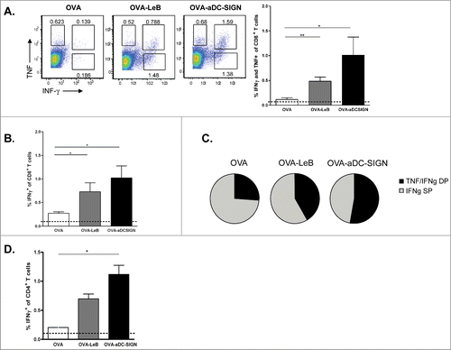 Figure 2. Immunization with OVA-LeB and OVA-aDC-SIGN increases T cell priming in vivo. hSIGN mice were immunized s.c. with either OVA-LeB, OVA-aDC-SIGN or native OVA mixed with anti-CD40 using a prime-boost protocol. Spleens were examined for the frequency of OVA-specific CD8+ and CD4+ effector T cells 1 week after boosting. (A–C) OVA-aDC-SIGN and OVA-LeB augmented generation of poly-functional effector CD8+ T cells, as revealed by higher frequencies of IFNγ- and TNF-double and IFNγ-single producing CD8+ T cells after o/n re-stimulation with OVA257-264. (D) Targeting antigen to DC-SIGN also enhanced induction of CD4+ effector T cells as shown by intra-cellular IFNγ-staining after 2 d restimulation with OVA262-276. Dashed lines represent frequencies of cytokine-secreting T cells in naive mice. n = 5 mice per group. *P < 0.05, **P < 0.01, ***P < 0.001. Results shown are representative of two independent experiments.