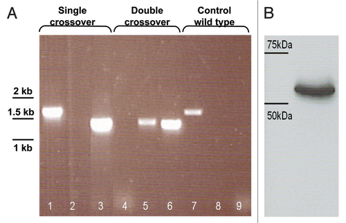 Figure 3 (A) Confirmatory PCR reactions to check for LLO expression cassette integration in L. lactis MG1363 chromosome and concomitant deletion of pyrG gene. Lanes 1–3: PCR reactions done on genome of L. lactis MG1363 with single crossover integration of pORIP23:SEC-LLO. Lanes 4–6: PCR reactions done on genome of L. lactis MG1363 with double crossover integration i.e., L. lactis MG1363 ΔpyrG (P23:SEC-LLO). Lanes 7–9: PCR reactions done on genome of wild type L. lactis MG1363. Primers 30 and 31, which are specific for pyrG gene, were used in PCRs of lanes 1, 4 and 7. Primers 27 and 29 were used in PCRs of lanes 2, 5 and 8 while primers 28 and internal 3 were used in lanes 3, 6 and 9. Primer sequences and names are summarized in Table 2. See Figure 2 for more details. (B) Western blot of precipitated LLO from the supernatant of L. lactis MG1363 ΔpyrG (P23:SEC-LLO) using anti-LLO antibodies.