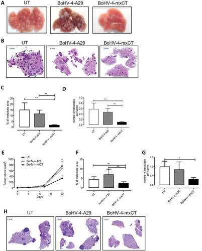 Figure 4. Vaccination with BoHV-4-mxCT decreases mammary cancer lung metastases. A-D) BALB/c mice were vaccinated twice with BoHV-4-mxCT, BoHV-4-A29 or left untreated. One week after the final administration, TUBO-derived tumorspheres were injected into the tail vein of treated mice. 20 days after cell challenge, lungs were removed, sectioned and micrometastasis number was determined in at least 2 H&E sections per mouse. A) Photograph of representative lungs, B) Representative images of lung metastases after H&E staining. Graphs showing C) the % of metastatic area and D) metastases number per square mm (sqmm), measured in mouse lungs from 3 independent experiments. E-H) BALB/c mice were s.c. challenged with 1 × 104 4T1 tumorsphere-derived cells. When the tumors reached 24 mm diameter, mice were vaccinated and boosted 14 days later. E) Subcutaneous tumor diameters were measured at the indicated time points and tumor volume was calculated. Graphs showing F) the % of metastatic area and G) the number of metastases per square mm measured in lungs. H) Representative images of lung metastases after H&E staining. *P < 0.05, **P < 0.01, Student’s t-test.