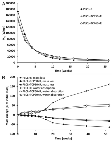 Figure 4. Weight average molar weight (Mw) (A), and mass loss and water absorption (B) of the studied composites as a function of time in vitro. The composites comprised of poly(L-lactide-co-ε-caprolactone) (PLCL) and β-tricalcium phosphate (TCP) and rifampicin (R) with initial TCP contents of 0 wt%, 50 wt% and 60 wt% and rifampicin content of 8 wt%. Error bars in part B are not visible due to the small values of standard deviations.