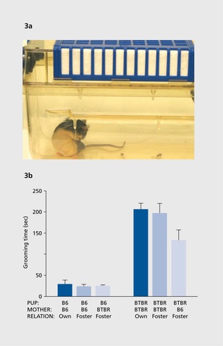 Figure 3. (a) Unusually high levels of spontaneous repetitive self grooming, in which the normal pattern of grooming behaviors are present but the bouts of grooming are strikingly prolonged, are measured over a 10-minute session in which the subject mouse is in an empty cage. Digital videos of the session are scored by an investigator uninformed of the genotype or treatment condition. Photograph by Dr Mu Yang, contributed by the author. (b) High levels of repetitive self-grooming are displayed by adult BTBR mice as compared with C57BL/6J mice. In this cross-fostering experiment, self-grooming scores in adults were found to be independent of the strain of the dam that raised the pup. Reproduced from ref 55: PankseppJB, Jochman KA, Kim JU, et al. Affiliative behavior, ultrasonic communication and social reward are influenced by genetic variation in adolescent mice. PLoS One. 2007;2:e351. Copyright Public Library of Science 2007