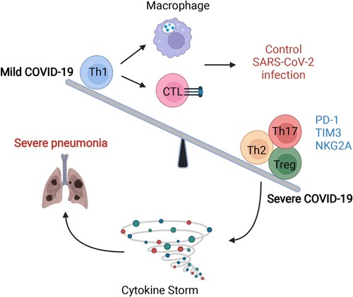 Figure 4. The imbalance in T-cell immunity between severe and mild COVID-19. The dysregulation of T-cells includes imbalanced immune cell compartments and the expression of inhibitory molecules such as PD-1, Tim-3, and NKG-2A. The dynamic disease progression from mild to severe symptoms, which manifested with cytokine storm, was exhibited with distinct T subsets and T-cell responses. In mild COVID-19 cases, the Th1 subsets were higher than those in severe COVID-19 cases, leading to a strong CTL and macrophage phagocytes. However, in severe cases, Th2, Th17, and Treg subsets were comprised mainly of T-cells, together also with highly expressed inhibitory molecules, such as PD-1, TIM-3, and NKG2A. The image was created with BioRender.com.