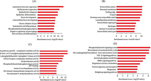 Figure 4. GO enrichment analysis and KEGG pathway annotations of targets of co-expressed mRNAs. (A) Biological processes; (B) cellular components; (C) molecular functions; (D) KEGG pathway annotation. The horizontal ordinate shows the enrichment score. The ordinate shows the list of top ten biological processes, cellular components, molecular functions, and KEGG pathways. GO: Gene Oncology; KEGG: Kyoto Encyclopedia of Genes and Genomes.