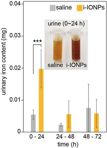Figure 5 Renal excretion of intra-articular injected i–IONPs (i-MNPs): cumulative urinary iron content of male rats after intra-articular injection of i–IONPs (i-MNPs) and saline (inset: representative photos of urine samples of saline-injected (left) and i–IONPs-injected (right) rats. n = 5 biologically independent rats for each group. Error bars represent the standard deviation (***P < 0.001). Reprinted with permission from Wook KJ, Cheong J, Cheong H, et al. Iron oxide-coated dextran nanoparticles with efficient renal clearance for musculoskeletal magnetic resonance imaging. ACS Appl Nano Mater. 2021;4(12):12943–12948. Copyright©2021, American Chemical Society.Citation81