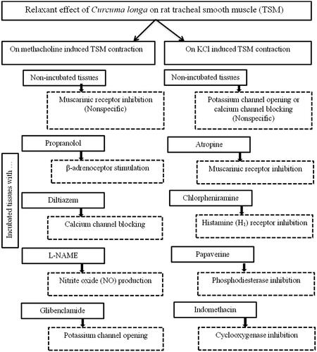 Figure 2. A diagram of the protocol of the study and the methods of evaluating of different mechanisms of the relaxant of effect of Curcuma longa the extract on tracheal smooth muscle.