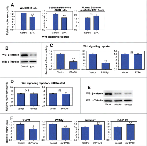 Figure 3. PPARδ and PPARγ1 inhibits Wnt/β-catenin signaling. (A) Effect of EPA on Wnt signaling reporter in wild, β-catenin transfected or β-catenin mutant transfected C2C12 cells. Twelve hours after transfection, the cells were treated with control medium supplemented with BSA or treatment medium supplemented with 400 μM EPA for another 24 hours before harvest for luciferase reporter activity determination. All values are represented as mean ± SD from 3 independent experiments. The significance is presented as (NS, not significant; **P < 0.01). (B) Western blot analysis of total cell lysates of C2C12 cells treated with control medium supplemented with BSA or treatment medium supplemented with 400 μM EPA for 24 hours. (C) Effect of PPARδ, PPARγ1 and RXRα on Wnt signaling reporter. Wnt reporter was co-transfected into C2C12 cells with pCMV-PPARδ, pCMV-PPARγ1, or pCMV-RXRα. The luciferase reporter activity was measured 24h after transfection. All values are represented as mean ± SD from 3 independent experiments. The significance is presented as (NS, not significant; **P < 0.01). (D) Effect of PPARδ and PPARγ1 on Wnt signaling reporter under LiCl treatment. Wnt reporter was co-transfected into C2C12 cells with pCMV-PPARδ or pCMV-PPARγ1. The cells were treated with 25 mM LiCl after transfection. The luciferase reporter activity was measured 24 h after transfection. All values are represented as mean ± SD from 3 independent experiments. The significance is presented as NS, not significant. (E) Western blot analysis of total cell lysates of C2C12 cells transfected with vector, pCMV-PPARδ or pCMV-PPARγ1 24 hours after transfection. (F) Real-time PCR analysis of the expression of cyclin D1 after knocking down of PPARδ or PPARγ1 in C2C12 cell by shRNA. All values are represented as mean ± SD from 3 independent experiments. The significance is presented as *P < 0.05, **P < 0.01.