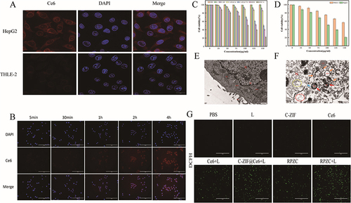 Figure 3 (A) Targeted analysis of RZCP to HepG2 cell (Scale bar: 20 μm). (B) Fluorescence Microscope images of released Ce6 at different time that incubated with RZCP (100 μg/mL, Scale bar: 200 μm). (C) Cell viability of HepG2 cells that incubated with different concentration with different treatment (incubate for 24 hours). (D) Relative viabilities of HepG2 and THLE-2 cells treated with RPZC NPs +660nm Laser at different concentration. (E and F) TEM images demonstrating intracellular uptake after incubation with PBS and RPZC NPs+660nm Laser (Scale bar:500nm). (G) Fluorescence Microscope images of ROS generation that HepG2 cells incubated with different material (C-ZIF, Ce6, RPZC NPs) with or without laser (Scale bar: 400 μm). (C and D created using Origin 2021 software).