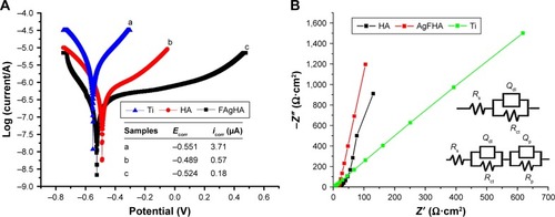 Figure 6 (A) Tafel polarization curves of bare Ti and Ti coated with bioceramics. (B) Experimental and fitted Nyquist plots of bare Ti and Ti coated with bioceramics, equivalent electrical circuit for EIS data fitting for bare Ti and the Ti coated with bioceramics.Abbreviations: EIS, electrochemical impedance spectroscope; HA, hydroxyapatite; FAgHA, F-and-Ag-substituted HA.