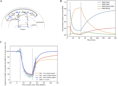 FIG 9 Mathematical model for NFAT-AKAP79 plasma membrane dynamics. (A) Cartoon summarizes the various steps in the model. See Table 1 for definitions. (B) Graph simulates how the various parameters change following CRAC channel activation and then inhibition, shown between the dotted lines. (C) Simulations are superimposed on original data (Fig. 7C), for different levels of nuclear export.