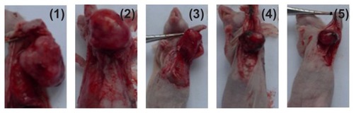 Figure 2 Appearance of tumor body in tumor-bearing nude mice at day 12 after treatment.Notes: (1) Controls, (2) DNR, (3) DNR and 5-BrTet, (4) Fe3O4-MNP, and (5) Fe3O4-MNP-DNR-5-BrTet.Abbreviations: DNR, daunorubicin; 5-BrTet, 5-bromotetrandrine; Fe3O4-MNP, magnetic nanoparticles of Fe3O4.