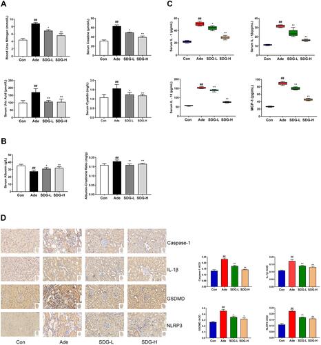 Figure 2 SDG alleviated adenine-induced decrease in the renal function and inflammation in rats. (A) Blood urea nitrogen (BUN), Serum creatinine (Scr), Serum cystatin, Serum uric acid, (B) Serum albumin, Urinary albumin-to-creatinine ratio (ACR), and (C) Serum IL-1, IL-1β, IL-18, and MCP-1 levels were measured. (D) Representative immunohistology images of the sections highlighting NLRP3, Caspase-1, Gasdermin D (GSDMD), and IL-1β using their respective antibodies. Scale bar = 50 µm. Data are presented as means ± SD; n = 6. ##P < 0.01 vs control. *P < 0.05; **P < 0.01 vs the adenine group.