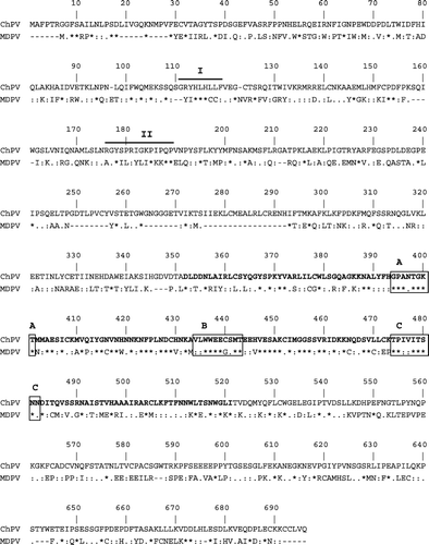 Figure 2.  Comparison of the amino acid sequence of the ChPV NS gene with the NS gene of Muscovy duck parvovirus (MDPV). Replication initiator signals I and II are shown with solid lines. The putative helicase domains (A, B, and C) and the NTP binding sites are boxed.