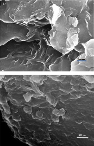 Figure 3. (a) SEM image of montmorillonite-KSF. (b) SEM image of Pd-clay.