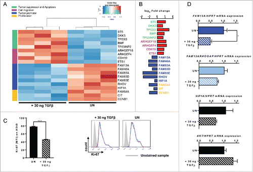 Figure 5. Treatment with TGFβ decreases A549 cell proliferation alongside an upregulation of cellular migration genes. (A, B) RNA sequencing analysis (RNA-Seq) of RNA isolated from A549 cells treated with 30 ng/mL TGFβ (+ 30 ng TGFβ, N = 3) or left untreated (UN, N = 3). The log2 fold change of the RNA expression of significantly altered genes is shown as a heatmap (A) and as a bar chart (B), (red: upregulation; blue: downregulation). Selected genes belong to different classes: tumor suppressor and apoptosis (green), cell migration (pink), tumor promoter (blue) and proliferation (yellow). (C) Ki-67 proliferation FACS analysis of untreated (UN, N = 3) or with 30 ng/mL TGFβ (+ 30 ng TGFβ, N = 3) treated A549 cells. (D) Quantitative real-time PCR analysis of FAM13A, FAM13ARHOGAP, HIF1A, and AKT mRNA expression in untreated (UN, N = 3) and with 30 ng/mL TGFβ (+ 30 ng TGFβ, N = 3) treated A549 cells. Data are shown as mean values ± s.e.m. using Student's two-tailed t-test *p = 0.05; **p = 0.01, ***p = 0.001.