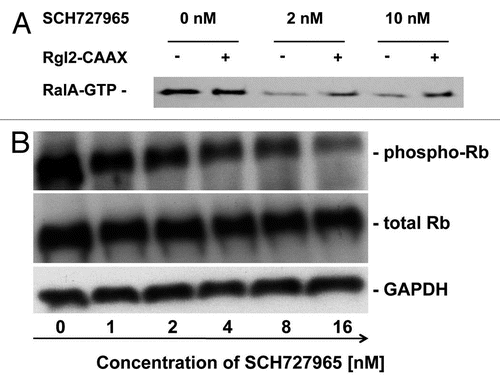 Figure 3 In vitro inhibition of RalA activation and Rb-phosphorylation by SCH727965. SCH727965-treatment for 30 min blocks activation of RalA in MIAPaCa-2 cells; RalA activation is partially rescued by enforced expression of Rgl2-CAAX (A). SCH727965 incubation for 16 h reduces phosphorylation of Rb in a dose-dependent manner as shown using protein gel blot analysis (B).