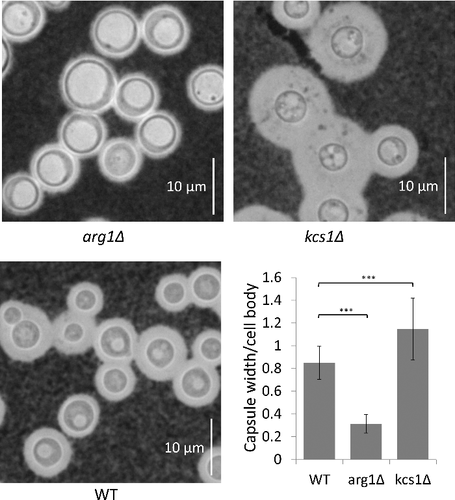Figure 7. arg1Δ and kcs1Δ capsule size is reduced and increased, respectively, relative to WT. Cells were grown in minimal medium (broth) overnight. Capsules were visualized with India Ink stain under a light microscope at 100X magnification. The graph represents the mean ratio of capsule width to cell body diameter in each strain ± standard deviation (n = 51 cells). ###, P<0.001 using a Tukey-Kramer multiple comparison test