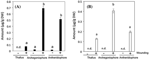 Fig. 1. The amounts of n-hexanal (A) and (Z)-3-hexenal (B) formed from intact or mechanically wounded thalli, antheridiophores, and archegoniophores.