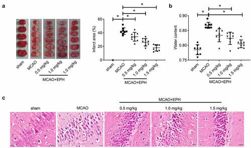 Figure 2. EPH reduced brain damage in MCAO rats. (a) The volume of cerebral infarction in rats was evaluated by TTC staining. N = 6. (b) The wet and dry method was used to evaluate the brain edema in rats. N = 6. (c) The pathological damage of rat brain tissues was assessed by HE staining. Bar = 20 µm. N = 8. *p < 0.05