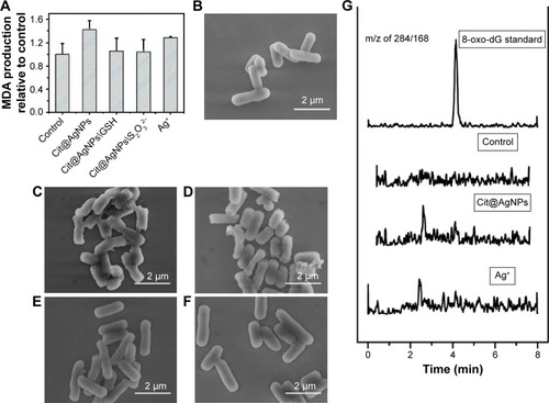 Figure 5 Oxidative damage and morphological changes in E. coli stimulated by Cit@AgNPs.Notes: (A) MDA production. Scanning electron microscopic images of E. coli samples from the control (B), Cit@AgNPs (C), Ag+ (D), Cit@AgNPs plus 1 mM GSH (E), and Cit@AgNPs plus 0.1 mM Na2S2O3 (F). (G) 8-oxo-dG generation in E. coli with different treatments as indicated. The concentrations of Cit@AgNPs and AgNO3 were 15 and 0.5 μg/mL, respectively. The exposure lasted for 6 h.Abbreviations: 8-oxo-dG, 8-oxoguanine; AgNPs, silver nanoparticles; E. coli, Escherichia coli; GSH, glutathione; MDA, malonyldialdehyde; Cit, citrate; MPA, mercaptopropionic acid; MHA, mercaptohexanoic acid; MPS, mercaptopropionic sulfonic acid.