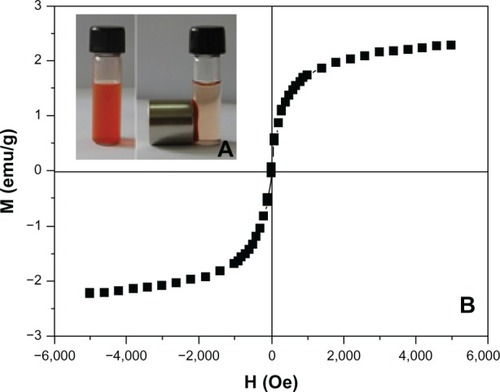 Figure 4 Magnetic properties of TfDMP.Notes: (A) TfDMP suspended in aqueous solution before and 1 hour after a magnet is placed outside the test tube. (B) Magnetization versus field curve for TfDMP at 27°C.Abbreviations: TfDMP, doxorubicin-coupled dual-function magnetic nanoparticle with immobilized transferrin; M, magnetization; emu, magnetic moment; H, field; Oe, oersted.