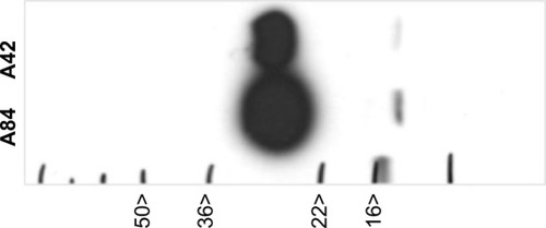 Figure 2 Generation of a human-specific BPIFA1 antibody.