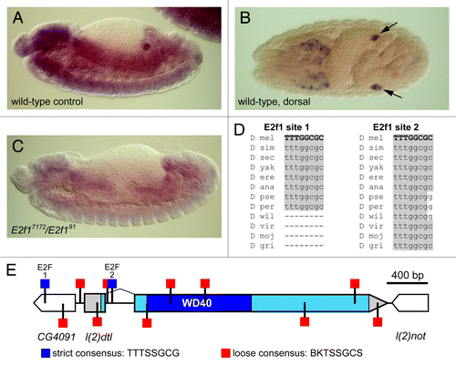 Figure 5.l(2)dtl/cdt2 is a probable E2f target gene. (A-C) In situ hybridization of embryos using anti-DIG-labeled l(2)dtl/cdt2 mRNA which was detected using anti-DIG antibody conjugated to alkaline phosphatase (AP) and exposed to AP substrate. The expression pattern appears to primarily include the epidermis, gut, CNS, and gonads (arrows in B) as shown in control embryos at 8–10 h A.E.D. (A) and 12–14 h A.E.D. (B). In E2f17172/E2f191 mutant embryos, l(2)dtl/cdt2 expression is significantly diminished (C). Note: A and C are sibling embryos. (D) Alignment of putative E2F sites that match the strict consensus sequence reveals high conservation of these sequences within the Drosophila genus (adapted from UCSC Genome BrowserCitation34). (E) Map of the l(2)dtl/cdt2 promoter region showing the locations of putative E2F binding sites, including sites that match either the strict (blue) or loose (red) consensus sequences (binding site definitions previously describedCitation11 and adapted from GenePalette).Citation12 A scale bar indicating 400 bp is shown.