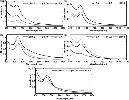 Fig. 19. UV‐vis spectra of the gold nanoparticle solutions extracted from (a) Phormidium valderianum, (b) P. tenue, (c) Microcoleus chthonoplastes, (d) Ulva intestinalis and (e) Rhizoclonium fontinale. Two surface plasmon absorption bands were observed only in P. valderianum at pH 5; other species show surface plasmon bands around 530 nm at all experimental pH levels.