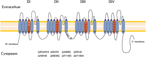 Figure 3 Schematic representation of the Nav1.9 channel. All variants associated with FEPS3 are marked in the framework.