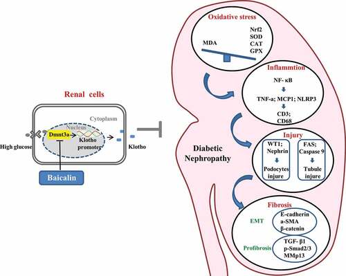 Figure 8. Model depicting how baicalin treatment suppresses hyperglycemia-induced renal interstitial fibrosis in diabetic mice
