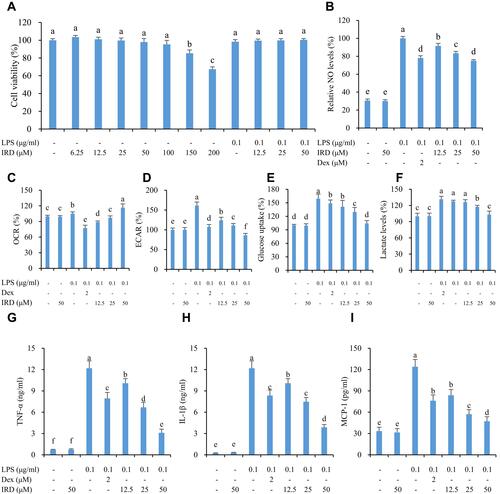 Figure 1 Inhibition of IRD on LPS-induced aerobic glycolysis and inflammation in RAW264.7 cells. (A) The effects of IRD and LPS on macrophage proliferation were analyzed by CCK-8 assay. (B) IRD reduced the levels of NO in culture medium detected by Griess assay. (C) IRD increased the OCR levels (indicator of oxidative phosphorylation) but (D) decreased ECAR levels (indicator of glycolysis) in LPS-treated macrophages, which were simultaneously monitored at 24 hours by using the Seahorse Analyzer. (E) IRD inhibited the aerobic glycolysis via suppressing glucose uptake and (F) lactate levels (indicators of glycolysis) in LPS-challenged RAW264.7 cells. (G) IRD inhibited the productions of inflammatory indicators TNF-α, (H) IL-1β, and (I) MCP-1 induced by LPS. Dex, dexamethasone. All data were shown as mean±SD (n=5). Different letters indicated significant differences (P<0.05) by Tukey’s test.