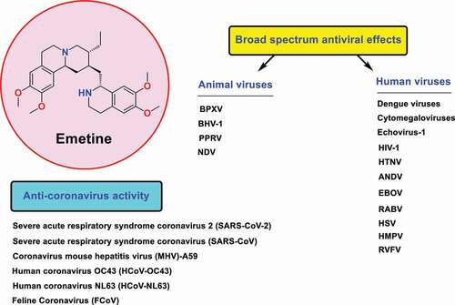 Figure 1. Structure of emetine as broad spectrum antiviral agent against coronaviruses and various types of human/animal viruses including Dengue viruses, Cytomegaloviruses, Immunodeficiency virus type 1 (HIV-1), Hantaan orthohantavirus (HTNV), Andes orthohantavirus (ANDV), Ebola (EBOV), Lassa, Rabies (RABV), Herpes simplex viruses (HSVs), Echovirus-1, Human metapneumovirus (HMPV), Rift Valley fever virus (RVFV), Buffalopoxvirus (BPXV), Bovine herpesvirus-1 (BHV-1), Peste des petits ruminants virus (PPRV), and Newcastle disease virus (NDV).