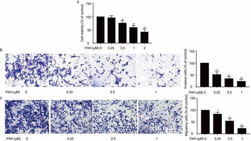 Figure 1. PAH inhibits the cell proliferation, invasion and migration of PC-3 cells dose-dependently. (a) PC-3 cells were treated with PAH (0, 0.25, 0.5, 1, 2 μM), and then subjected to CCK-8 proliferation assay. Five wells were assayed. (b) PC-3 cells were pretreated with PAH (0, 0.25, 0.5, 1 μM), and then subjected to Transwell invasion assays. The number of PC-3 cells which penetrated through the membrane was quantified in five randomly selected x100 microscopic areas. (c) PC-3 cells were pretreated with PAH (0, 0.25, 0.5, 1 μM), and then subjected to Transwell migration assays. The number of PC-3 cells which penetrated through the membrane was quantified in five randomly selected x100 microscopic areas. * p < 0.05, ** p < 0.01 vs. 0 μM of PAH. Abrreviations: PAH, perillaldehyde.