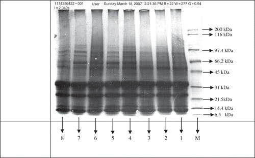Figure 1 Presence of glutelin molecular weight subunits in different rice samples by SDS-PAGE. M = Marker, 1 = IRRI-B, 2 = IRRI-W, 3 = KS-B, 4 = KS-W, 5 = B2-B, 6 = B2-W, 7 = SB-B, 8 = SB-W.