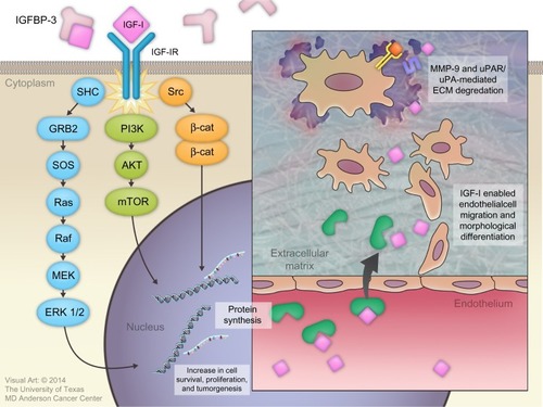 Figure 3 Roles of insulin-like growth factor-I (IGF-I) in cancer development.