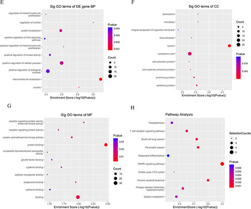 Figure 6 Dot plot: function enrichment analysis of differentially expressed mRNAs. (A–C) Gene Ontology (GO) analysis of downregulated mRNAs in the GO-AgNPs treated rabbit fetal fibroblast cells (RFFCs). (D) Kyoto Encyclopedia of Genes and Genomes (KEGG) pathway analysis of downregulated mRNAs in the GO-AgNPs treated RFFCs. (E–G) GO analysis of upregulated mRNAs in the GO-AgNPs treated RFFCs. (H) KEGG pathway analysis of upregulated mRNAs in the GO-AgNPs treated RFFCs. The color intensity of the nodes shows the degree of enrichment of this analysis. The enrich-factor is defined as the ratio of the differential genes in the entire genome. The dot size represents the count of genes in a pathway.