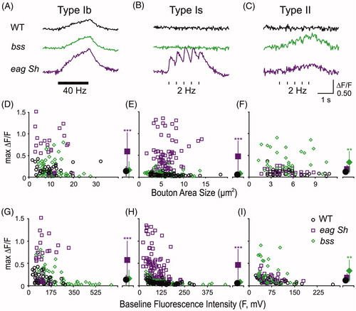 Figure 5. Robust differential effects of hyperexcitability mutations on type Ib, Is and II boutons independent of bouton size and GCaMP baseline fluorescence intensity. (A–C) Representative ΔF/F traces for type Ib (40 Hz), Is (2 Hz) and II (2 Hz), respectively. (D–F) Max ΔF/F vs. bouton area. (G–I) Max ΔF/F vs. GCaMP baseline fluorescence intensity. Differential effects of Na+ (bss, 6–9 NMJs) and K+ (eag Sh, 6–12 NMJs) channel mutations, against WT (8–11 NMJs) are shown along individual columns for type Ib, Is and II boutons. Individual symbols are color-coded (D–I) for genotypes in correspondence to the traces shown in A–C. Note that bss preferentially affects type II while eag Sh confers hyperexcitability in type I synapses, most strikingly on type Is. To the right of each panel (D–I), the ensemble population mean ± SD is presented for WT, eag Sh, and bss. Student’s t-tests with Bonferroni’s correction.