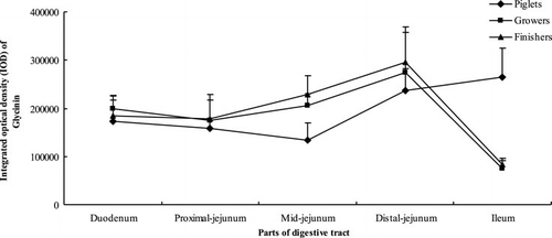 Figure 3. Distribution of glycinin in the small intestinal villi of piglets, growers and finishers.