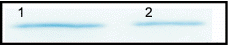 Figure 3.  Gel-electrophoresis of TRAIL preparations. (1) TRAIL attached to micelles via pNP-PEG-PE moities, (2) soluble TRAIL (control). Ten microliters of TRAIL-modified PEG-PE micelles were loaded on 12% SDS-PAGE and stained using GelCode® Blue Stain Reagent. Control lane contains 50 ng of the recombinant TRAIL used for conjugation.