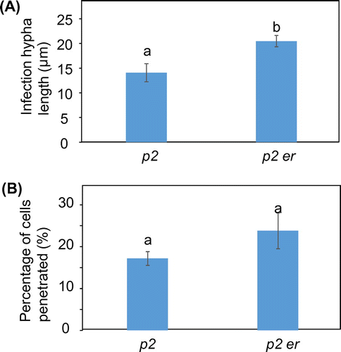 Fig. 2. Quantitative analysis of post-penetration resistance to M. oryzae in Arabidopsis mutants.